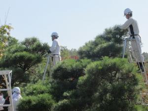 マツ剪定実習